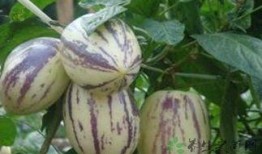 茄瓜如何吃,探索美味与营养的完美结合