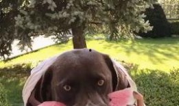 吃瓜仙人看戏,揭秘娱乐圈幕后大戏