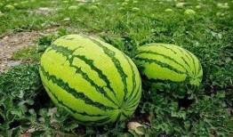 孕妇可以吃砂瓜,孕妇适宜食用的砂瓜营养解析