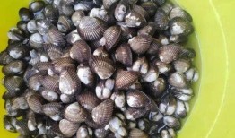 吃瓜螺引起过敏,揭秘海鲜美味背后的风险