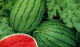 腹水瓜可以吃不,美味与健康的双重享受
