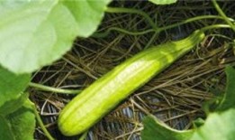 军需白色跳舞吃瓜,一场别开生面的跳舞吃瓜盛宴