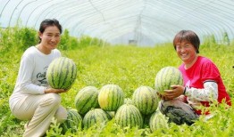 平阴话吃瓜歌,方言魅力演绎夏日趣味