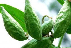 牛角瓜要去籽吃吗怎么吃,牛角瓜去籽技巧与美味食用方法解析