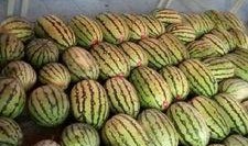 成都大学吃瓜视频,揭秘校园生活趣味瞬间