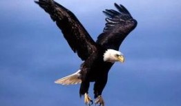 老鹰吃小鸡瓜视频,自然法则下的生存瞬间