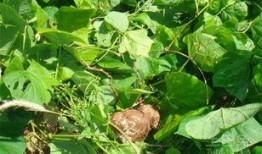 土瓜图片怎么吃,解锁土瓜的多彩吃法