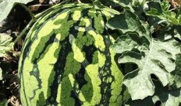 北邵上吃瓜,揭秘吃瓜群众的狂欢盛宴