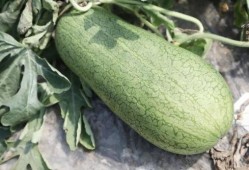 夏天吃甜蜜的瓜,夏日甜蜜瓜果盛宴