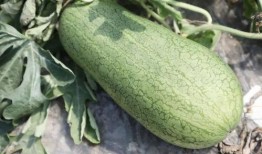 夏天吃甜蜜的瓜,夏日甜蜜瓜果盛宴