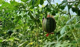 男子快速吃瓜,男子挑战快速吃瓜极限