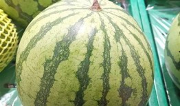 吃的最大的瓜,探寻世界上吃的最大瓜的秘密