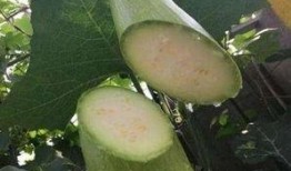 神奇砍瓜怎么吃,创意食用新体验