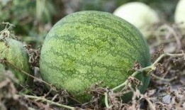 爬窗台吃瓜,爬窗台吃瓜的奇妙体验