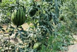 北邵上吃瓜,揭秘吃瓜群众的狂欢盛宴