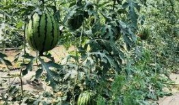 北邵上吃瓜,揭秘吃瓜群众的狂欢盛宴