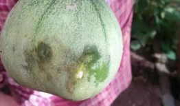 孕初期吃棱瓜,营养守护宝宝健康之旅