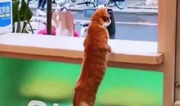 猫咪吵架吃瓜观众,猫咪吵架，吃瓜观众围观成趣