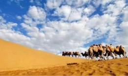 越狱吃瓜走沙漠