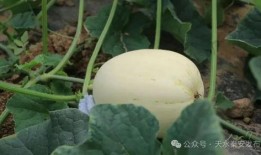 白色眼球吃瓜,揭秘娱乐圈幕后真相