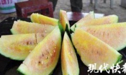 店家吃瓜,一场舌尖上的狂欢