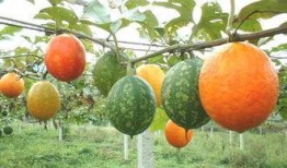 吃吊瓜的禁忌,吃吊瓜需知的禁忌与注意事项