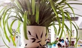 岱嵩吃瓜,揭秘娱乐圈幕后故事