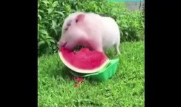 道具 小猪吃瓜,趣味盎然的童年回忆