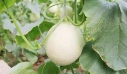 太原网红吃瓜事件,揭秘网络舆论的风暴与真相