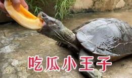 巨无霸大瓜咋吃,巨无霸大瓜的多样吃法揭秘