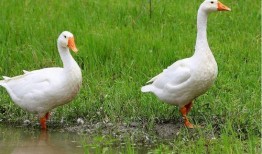 带你吃瓜平头鹅,带你领略“带你吃瓜平头鹅”的独特魅力