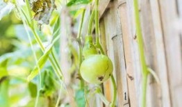 葫芦瓜高温能否吃,安全食用之道