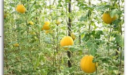 仙女云基地吃瓜