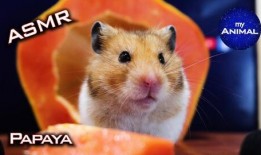 可爱的苍鼠吃瓜,欢乐无限