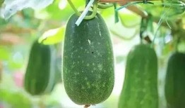 大暑吃瓜视频模板,跟着视频模板一起吃瓜解暑