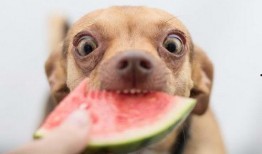 狗狗可以吃鲫瓜,揭秘鲫瓜的神奇魅力