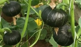 晚上吃贝贝瓜行吗,健康美味两不误