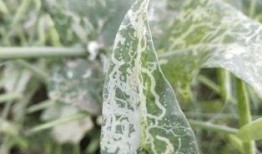 吃瓜叶子的害虫,守护绿色家园的秘密武器