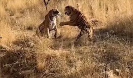 老虎吃瓜寓意什么,揭示权力与欲望的寓言