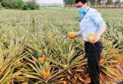 海南主播吃瓜,趣味横生幕后花絮大揭秘