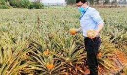 海南主播吃瓜,趣味横生幕后花絮大揭秘