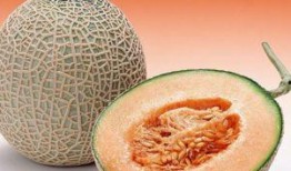 法斗哈密瓜可以吃吗,宠物与美食的和谐共融