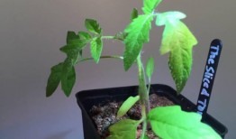 花钱吃瓜祺鑫,消费背后的社会现象解析