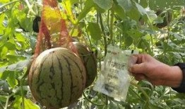 女子自带西瓜吃瓜,女子自带西瓜，共享清凉吃瓜时光