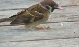 麻雀吃瓜怎么防止,避免麻雀吃瓜的困扰