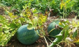 立秋之后吃瓜好吗,传统习俗与健康考量