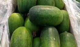 瓜上面白霜可以吃吗,揭秘能否安全食用之谜