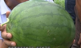 博肖吃瓜,揭秘娱乐圈背后的那些事儿