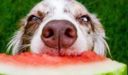 网传狗子吃瓜视频,狗狗意外成“吃瓜群众”