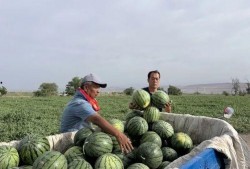 农村天天吃瓜,天天共享田园生活